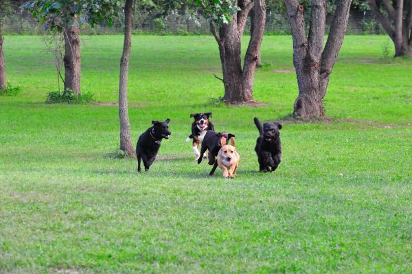How to Know That Your Dog Is Suffering from Depression?! dogs2 | Behaviour & Training