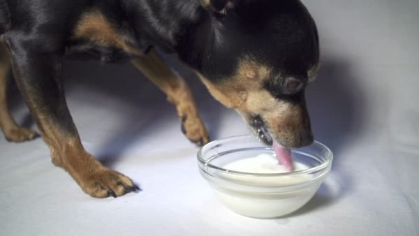 Disease That Makes Dog Eats Too Much Disease That Makes Dog Eats Too Much