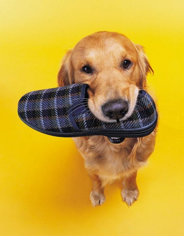 How To Know If Your Dog Is Intelligent? dv413037 | Behaviour & Training