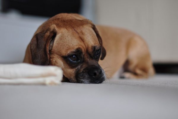 How to Know That Your Dog Is Suffering from Depression?! featured image | Behaviour & Training