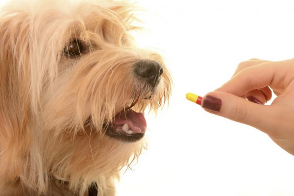 Watch out! You Could Be Shortening Your Dog's Life giving dogs human medicine | Dogs