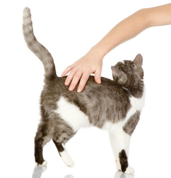 13 Clear Signs Prove That Your Cat Loves You! 12 13 Clear Signs Prove That Your Cat Loves You! happy cat | Behaviour & Training