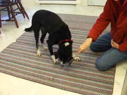 How To Know If Your Dog Is Intelligent? hqdefault | Behaviour & Training