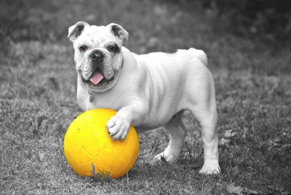 Find out the First Signs Of Your Dog's Pregnancy! 4 Find out the First Signs Of Your Dog's Pregnancy! image | Behaviour & Training