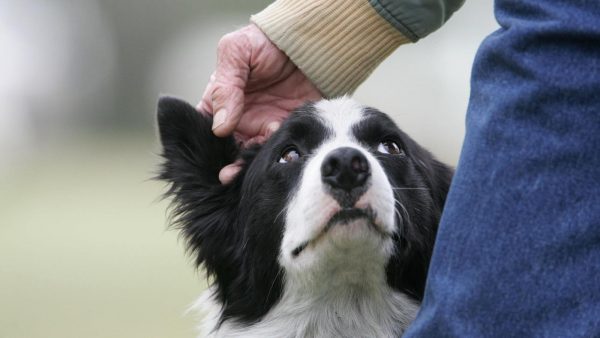 How To Know If Your Dog Is Intelligent? intelligent dog breeds world | Behaviour & Training