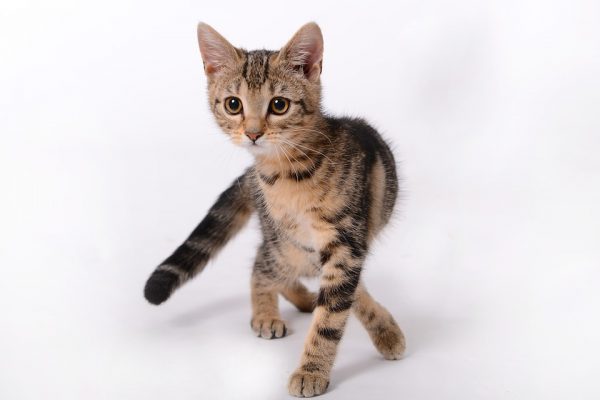 Learn More About Your Cat's Body Language 10 Learn More About Your Cat's Body Language kitten | Behaviour & Training