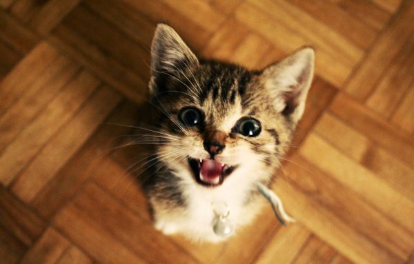 Learn More About Your Cat's Body Language 21 Learn More About Your Cat's Body Language maxresdefault 1 1 | Behaviour & Training