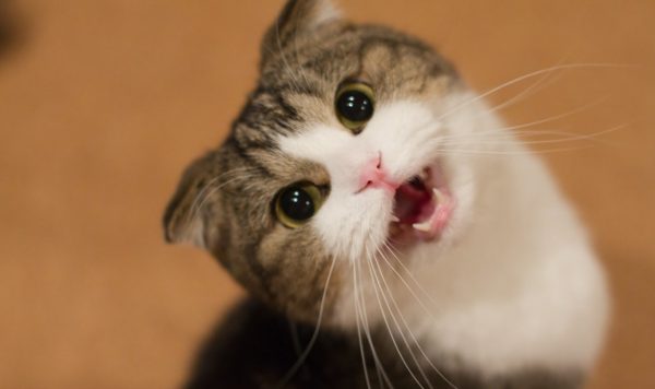 13 Clear Signs Prove That Your Cat Loves You! 9 13 Clear Signs Prove That Your Cat Loves You! maxresdefault | Behaviour & Training