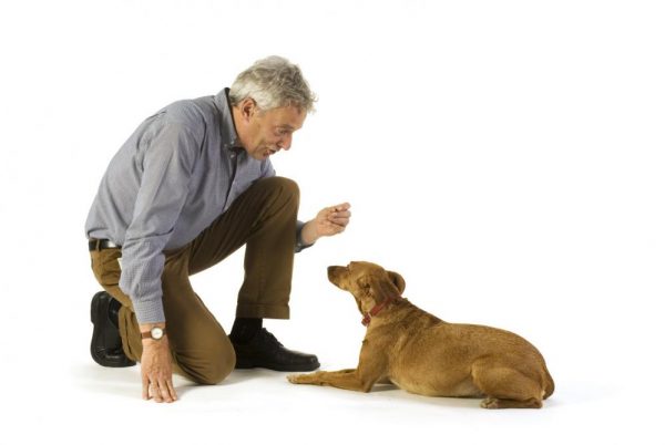 How To Know If Your Dog Is Intelligent? obedience lay down | Behaviour & Training