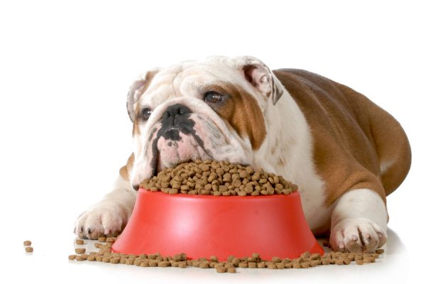Find Out Everything Related To Diabetes For Your Pet's Health 5 Find Out Everything Related To Diabetes For Your Pet's Health obesity in dogs | Cats