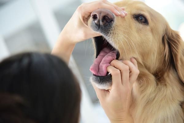 9 Easy Steps To Overcome Bad Breath Of Dogs oral examination 08 | Behaviour & Training