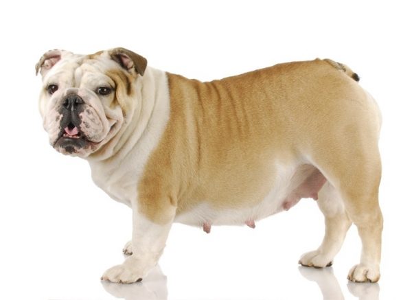 Find out the First Signs Of Your Dog's Pregnancy! 1 Find out the First Signs Of Your Dog's Pregnancy! perra embarazada 1 | Behaviour & Training