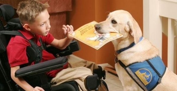 How To Know If Your Dog Is Intelligent? perros de aistencia1texto | Behaviour & Training