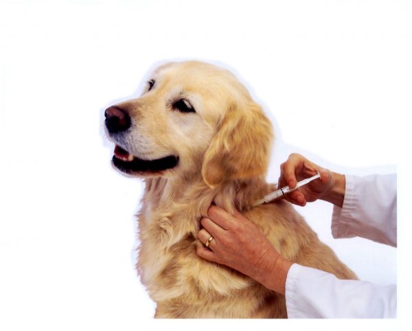 Watch out! You Could Be Shortening Your Dog's Life pet vaccinations | Dogs