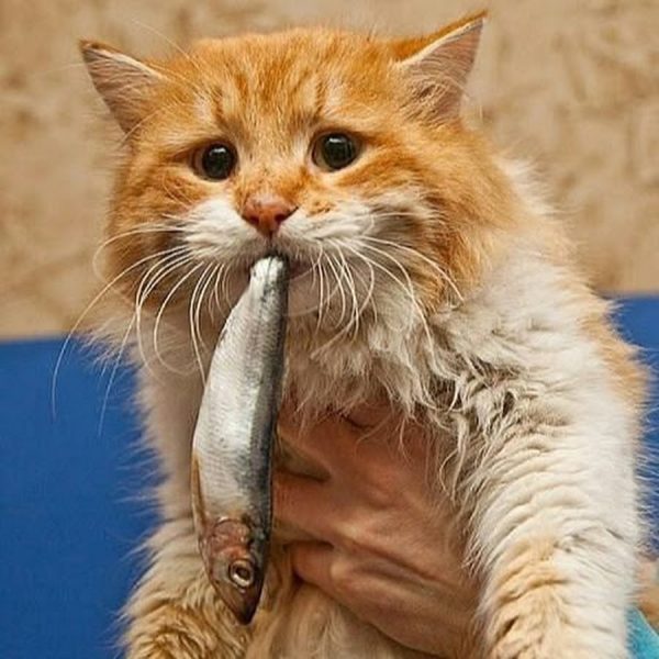 13 Clear Signs Prove That Your Cat Loves You! 23 13 Clear Signs Prove That Your Cat Loves You! photo | Behaviour & Training