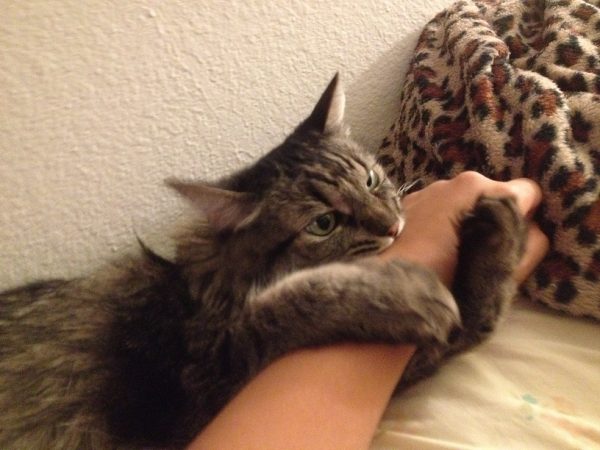 13 Clear Signs Prove That Your Cat Loves You! 18 13 Clear Signs Prove That Your Cat Loves You! photo1 | Behaviour & Training