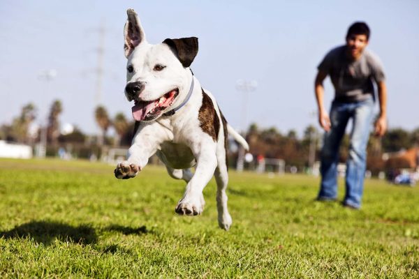 How to Know That Your Dog Is Suffering from Depression?! playing fetch with dog | Behaviour & Training