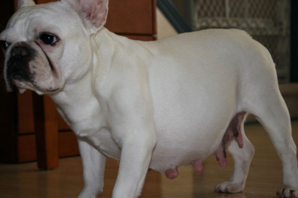 Find out the First Signs Of Your Dog's Pregnancy! 11 Find out the First Signs Of Your Dog's Pregnancy! pregnant dog | Behaviour & Training