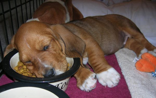 How to Know That Your Dog Is Suffering from Depression?! puppy fell asleep in dog food | Behaviour & Training