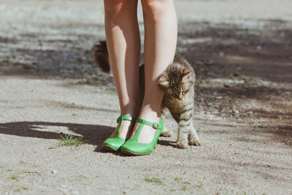 13 Clear Signs Prove That Your Cat Loves You! 5 13 Clear Signs Prove That Your Cat Loves You! rubbing up against you | Behaviour & Training