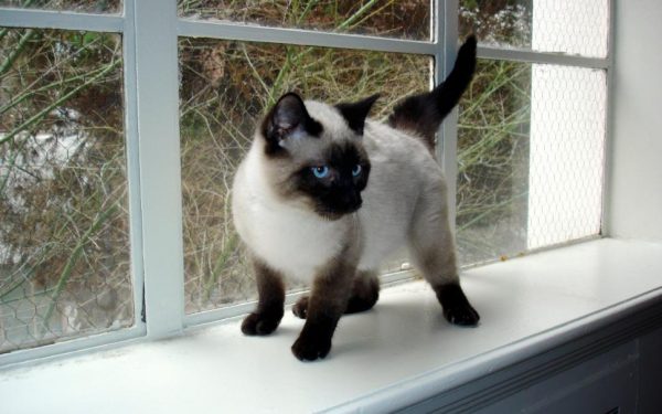 Learn More About Your Cat's Body Language 2 Learn More About Your Cat's Body Language seal point siamese kitten 2K wallpaper middle size | Behaviour & Training