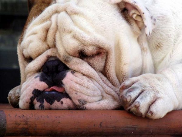 How to Know That Your Dog Is Suffering from Depression?! sleepingbulldog | Behaviour & Training