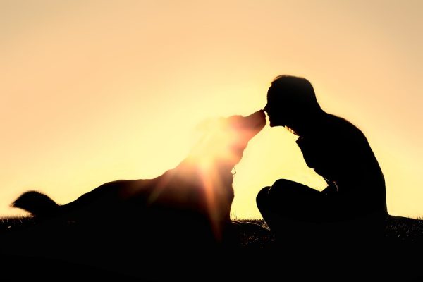 How To Know If Your Dog Is Intelligent? teaserbox 9899906 | Behaviour & Training