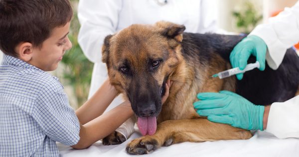 Watch out! You Could Be Shortening Your Dog's Life vaccinating dogs | Dogs