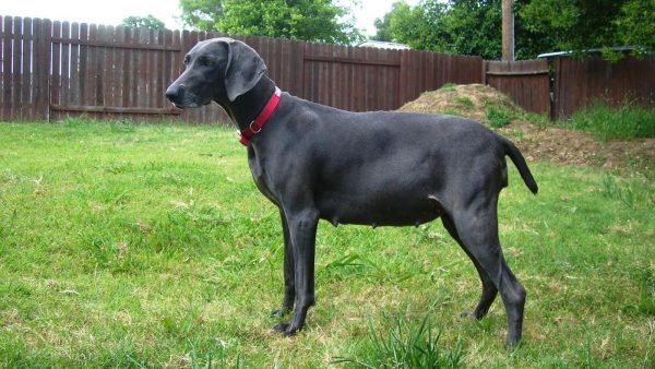 Find out the First Signs Of Your Dog's Pregnancy! 8 Find out the First Signs Of Your Dog's Pregnancy! ways tell dog pregnant 59b7ef144b808a20 | Behaviour & Training