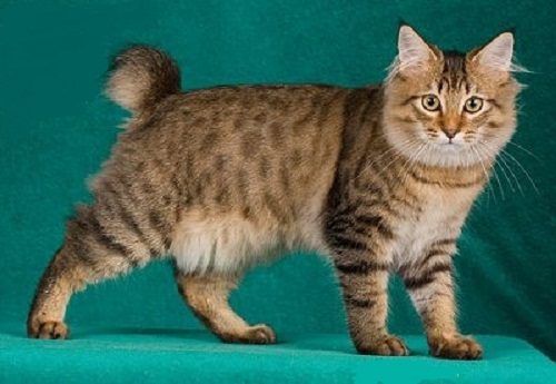 Attention: Long-haired Cat Breeds American Bobtail 01 | Cats