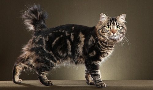 Attention: Long-haired Cat Breeds American Bobtail 03 | Cats