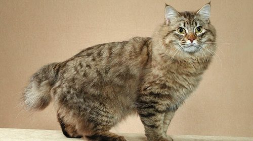 Attention: Long-haired Cat Breeds American Bobtail 08 | Cats
