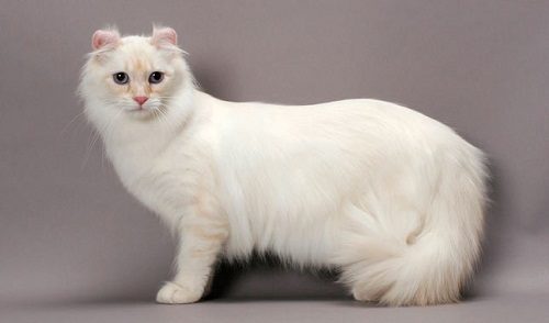 Attention: Long-haired Cat Breeds American Curl 21 | Cats
