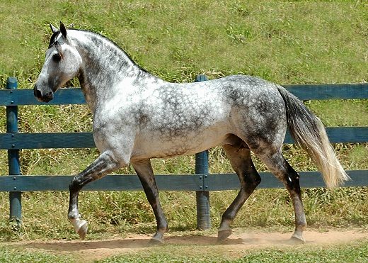 Top 12 Beautiful Horses In The World You Should Know Andalusian Horse 063 | Horses