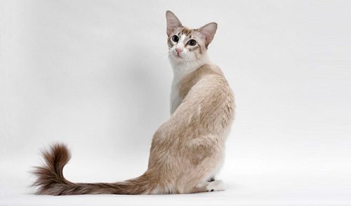 Attention: Long-haired Cat Breeds Balinese cat 01 | Cats