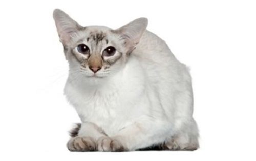 Attention: Long-haired Cat Breeds Balinese cat 09 | Cats