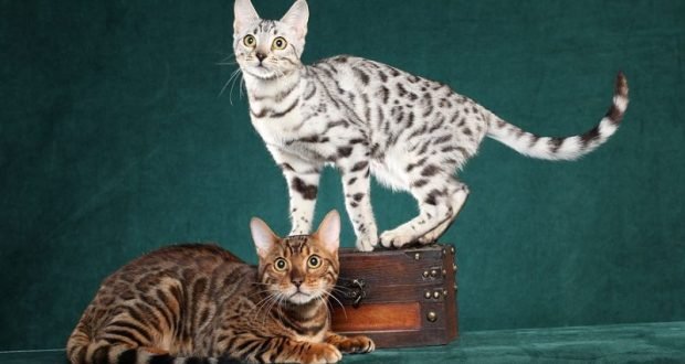 Can You Walk A Bengal Cat Can You Walk A Bengal Cat