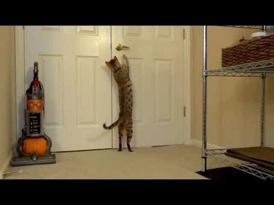 Bengal Cat Caring- 10 Things You Should Do 10 Bengal Cat Caring- 10 Things You Should Do Bengal cat open the door | Cats