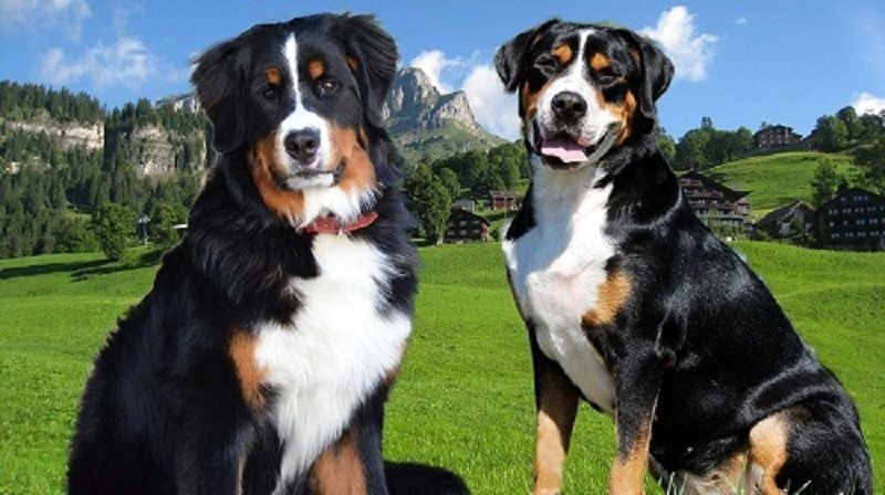Difference between bernese and swiss shop mountain dogs