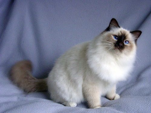 Attention: Long-haired Cat Breeds Birman cat 01 | Cats