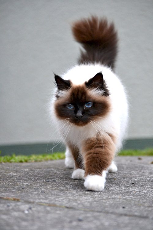Attention: Long-haired Cat Breeds Birman cat 05 | Cats