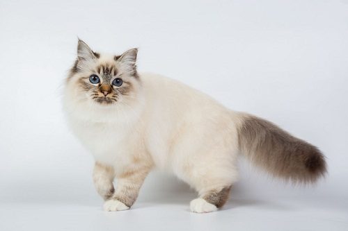 Attention: Long-haired Cat Breeds Birman cat 325 | Cats