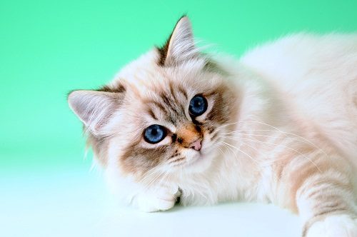 Attention: Long-haired Cat Breeds Birman cat 885 | Cats
