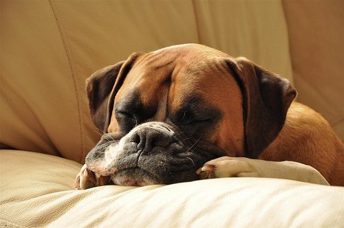 10 Boxer Dog Secrets That You Need To Know 8 10 Boxer Dog Secrets That You Need To Know Boxer dog 232 | Dogs