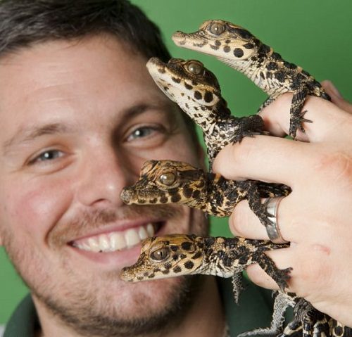 The 8 Most Dangerous Animals To Own As Pets 3 The 8 Most Dangerous Animals To Own As Pets Crocodiles with man 01 | Behaviour & Training