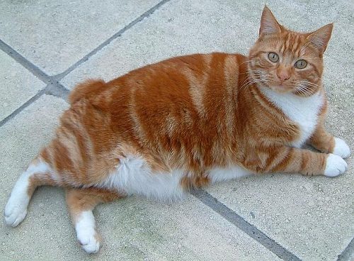 Attention: Long-haired Cat Breeds Cymric cat 85 | Cats