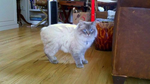Attention: Long-haired Cat Breeds Cymric cat 96 | Cats