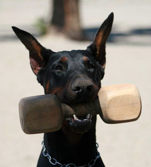 The Doberman Dog - All You Need to Know Doberman 025 | Dogs