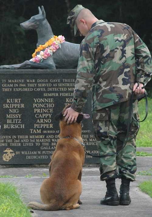 The Doberman Dog - All You Need to Know Doberman war heroes 01 | Dogs