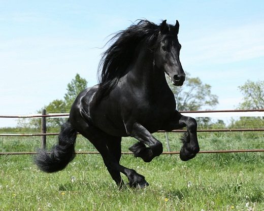 Top 12 Beautiful Horses In The World You Should Know 5 Top 12 Beautiful Horses In The World You Should Know Friesian 02 1 | Horses
